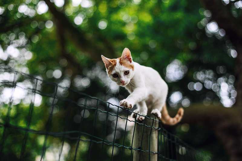 細い塀の上を渡る子猫