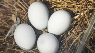 巣の中にある鳥の卵