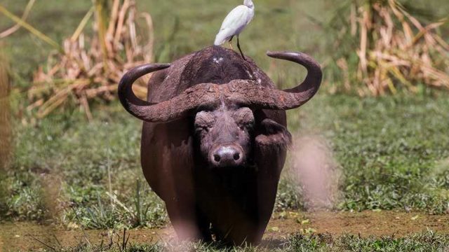 水牛と背中に乗る鳥