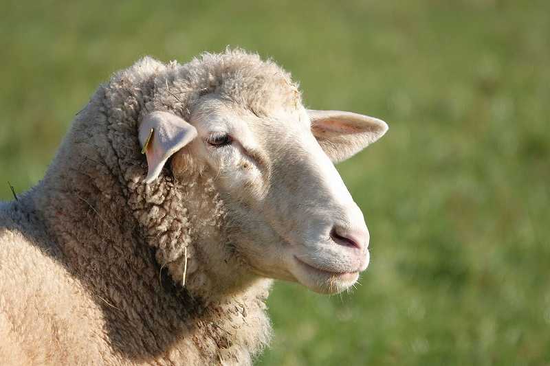 羊の横顔