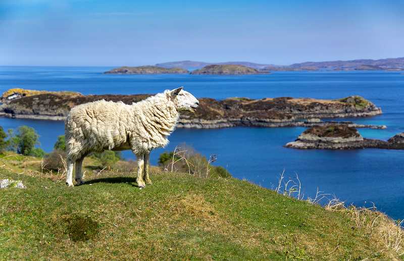 海を眺める羊