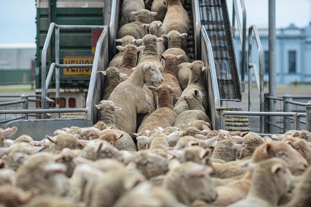 羊の工場