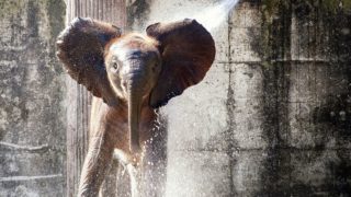 水浴びをする小象