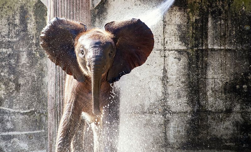 水浴びをする小象
