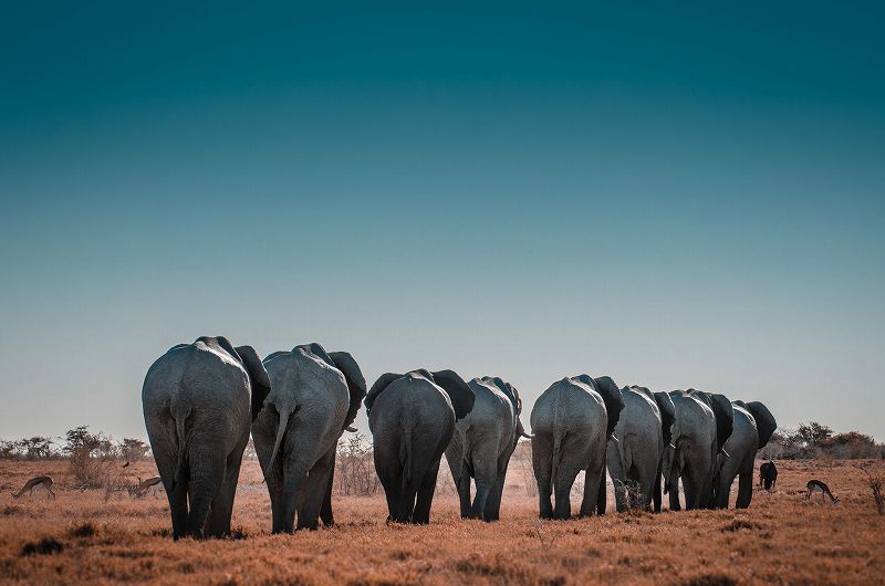 象の列
